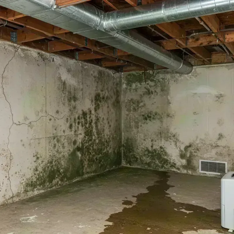 Professional Mold Removal in Manito, IL